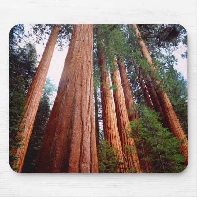 Old-growth Sequoia Redwood trees Mouse Pad (Front)