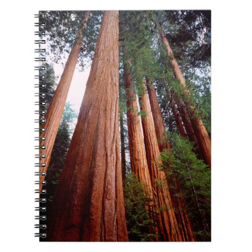 Old_growth Sequoia Redwood trees Notebook