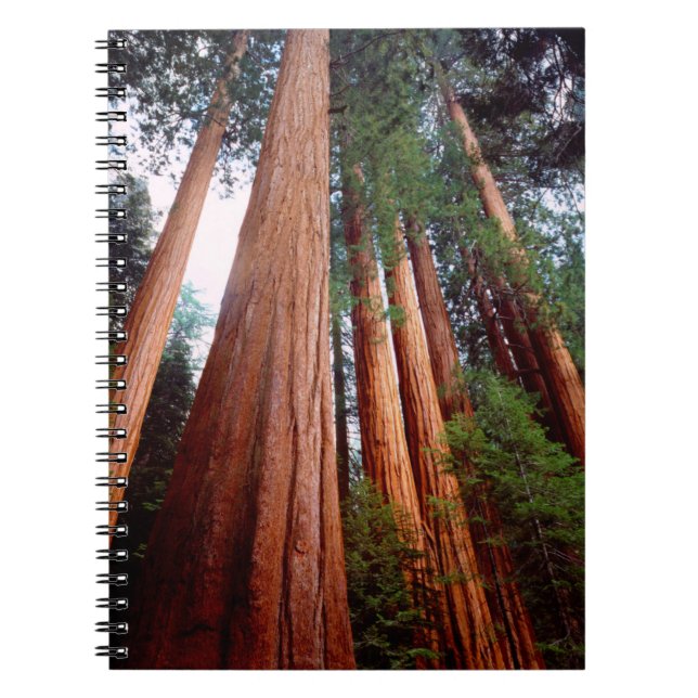 Old-growth Sequoia Redwood trees Notebook (Front)