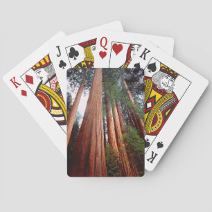 Old-growth Sequoia Redwood trees Poker Cards