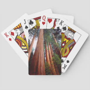 Old-growth Sequoia Redwood trees Poker Cards