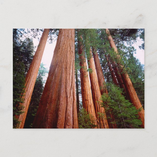 Old-growth Sequoia Redwood trees Postcard (Front)