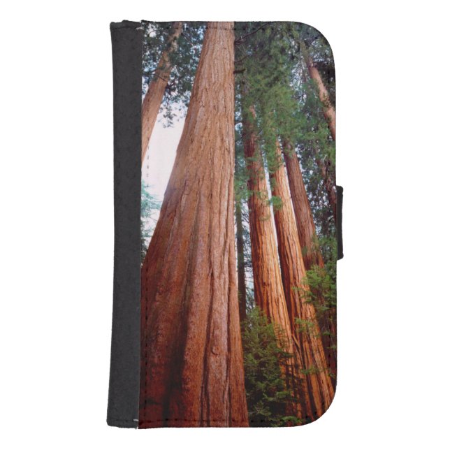 Old-growth Sequoia Redwood trees Samsung Galaxy Wallet Case (Front)