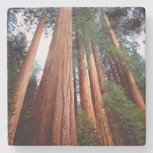 Old-growth Sequoia Redwood trees Stone Coaster