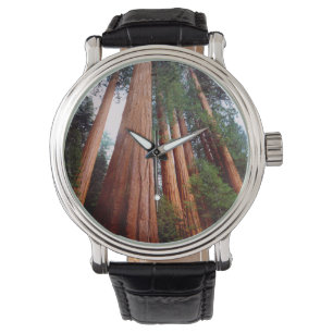Old-growth Sequoia Redwood trees Watch