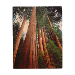 Old-growth Sequoia Redwood trees Wood Wall Decor