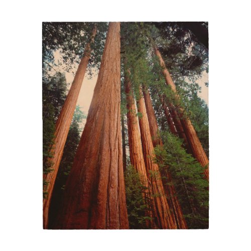 Old_growth Sequoia Redwood trees Wood Wall Decor