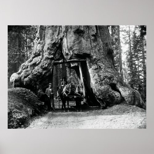 OLD GROWTH TUNNEL SEQUOIA c 1900 Poster