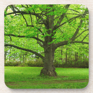 Old Linden Tree Beverage Coaster