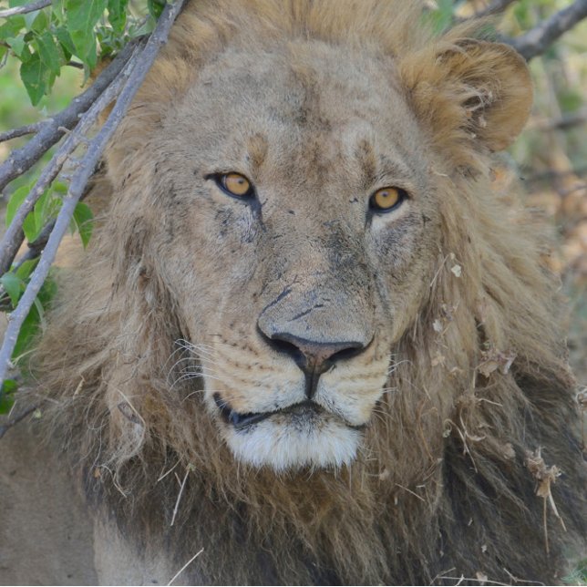 Old Lion Hanging Out. Trucker Hat (Creator Uploaded)