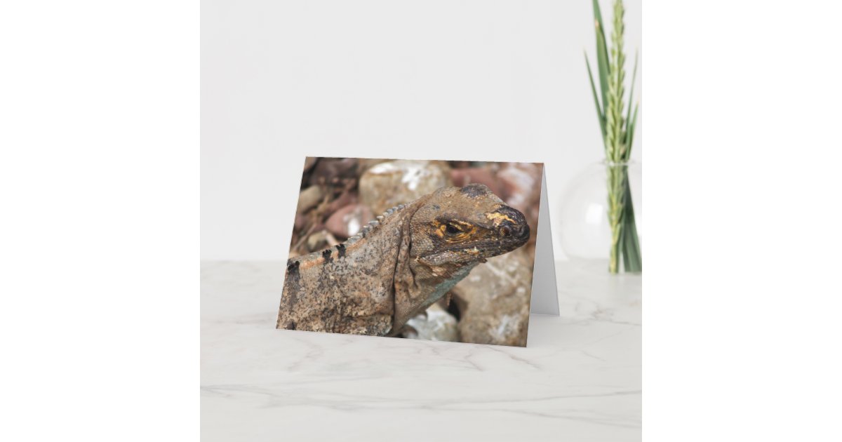 Old Lizard Birthday Card | Zazzle
