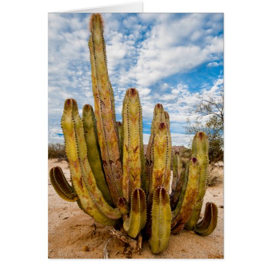 Old Man Cactus portrait, Mexico Cards (Front)