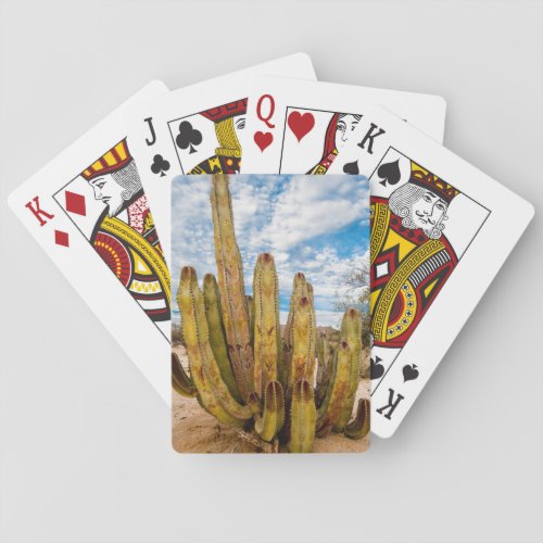 Old Man Cactus portrait Mexico Playing Cards