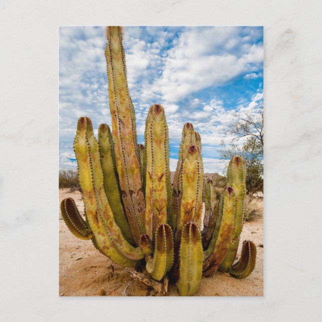 Old Man Cactus portrait, Mexico Postcard (Front)