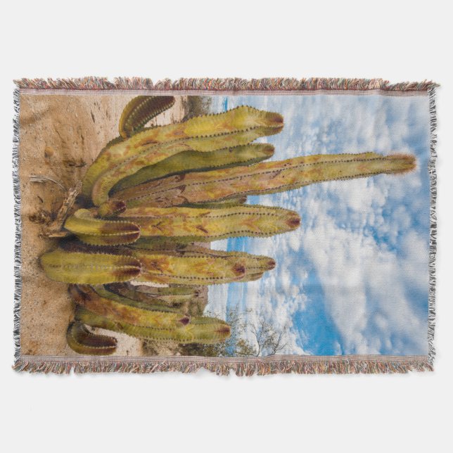 Old Man Cactus portrait, Mexico Throw Blanket (Front)