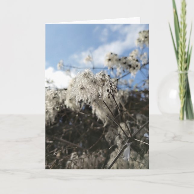 Old Man's Beard Card (Front)