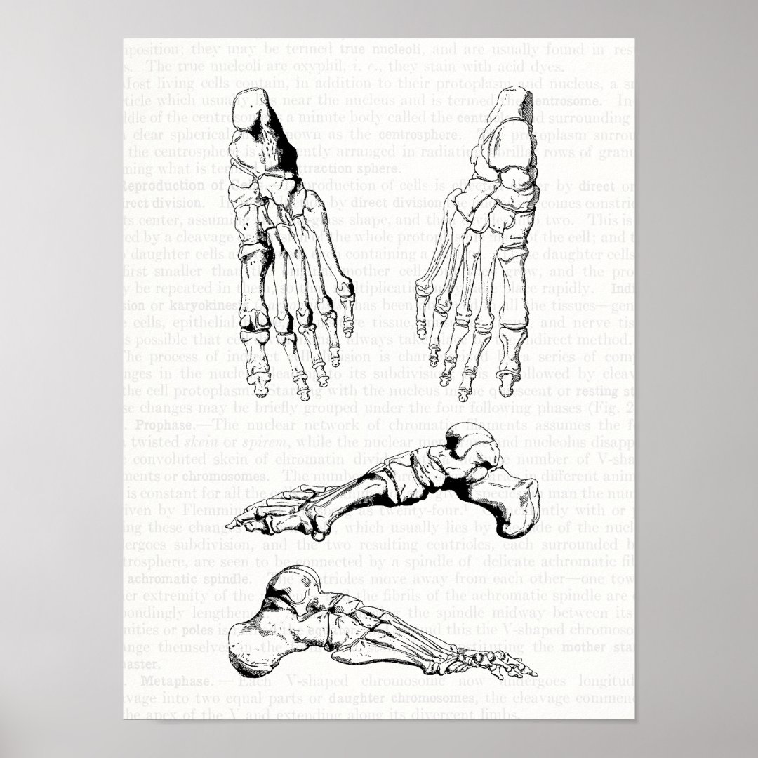 Old Medical Art Human Anatomy Bones of the Foot Poster | Zazzle