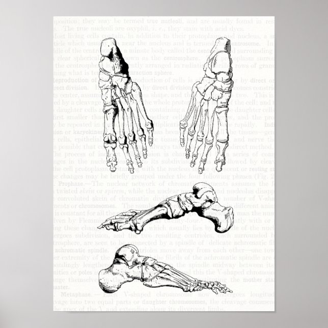 Old Medical Art Human Anatomy Bones of the Foot Poster (Front)