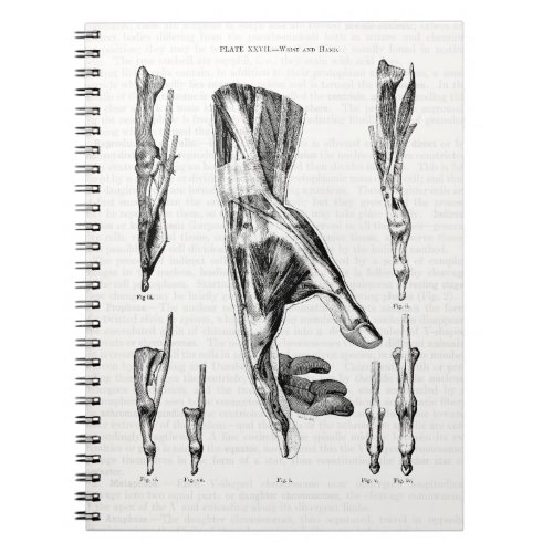 Old Medical Art Muscles of the Hand and Wrist Notebook