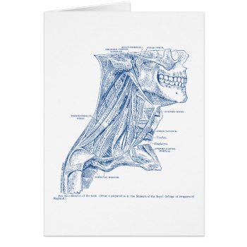Old Medical Drawing Muscles Of The Neck Blue by vintage_anatomy at Zazzle