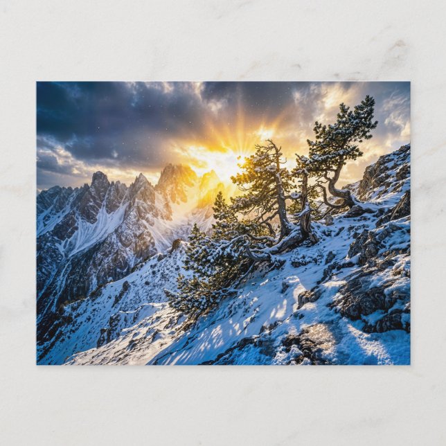 Old mountain pine in dramatic winter light postcard (Front)