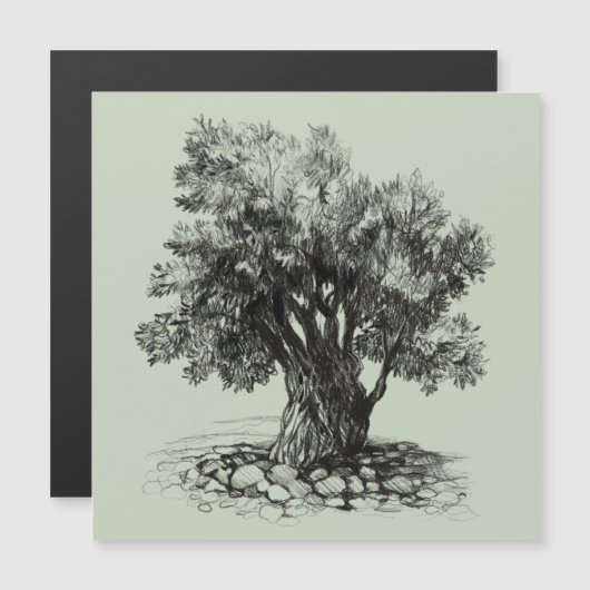 Old olive tree (Front/Back)