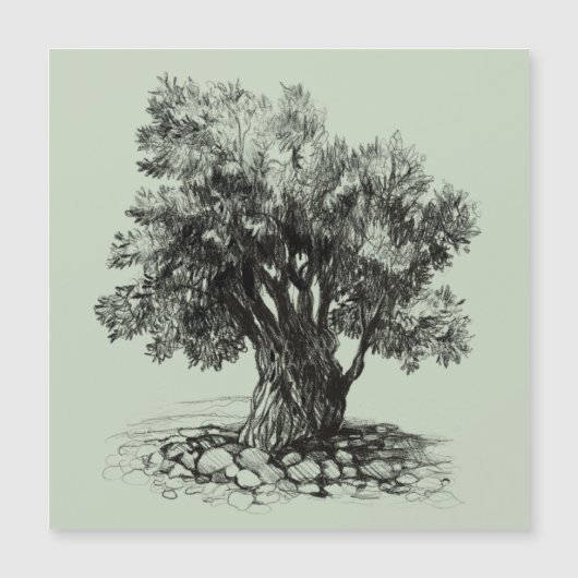 Old olive tree (Front)