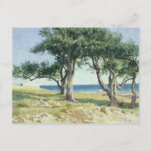 Old Olive Trees, Bordighera Postcard