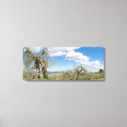 Old olive trees in a landscape in Tuscany Canvas Print