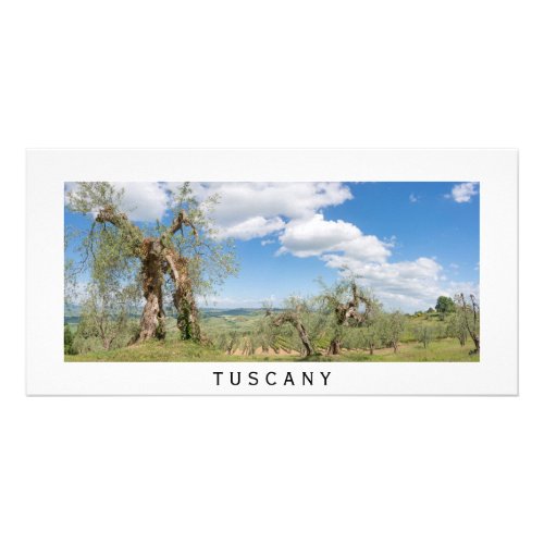 Old olive trees in a landscape in Tuscany Card