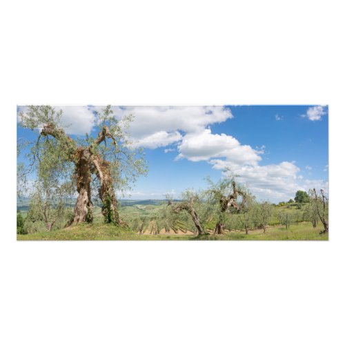 Old olive trees in a landscape in Tuscany Photo Print