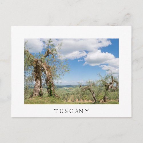 Old olive trees in a landscape in Tuscany Postcard