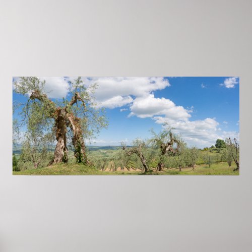 Old olive trees in a landscape in Tuscany Poster