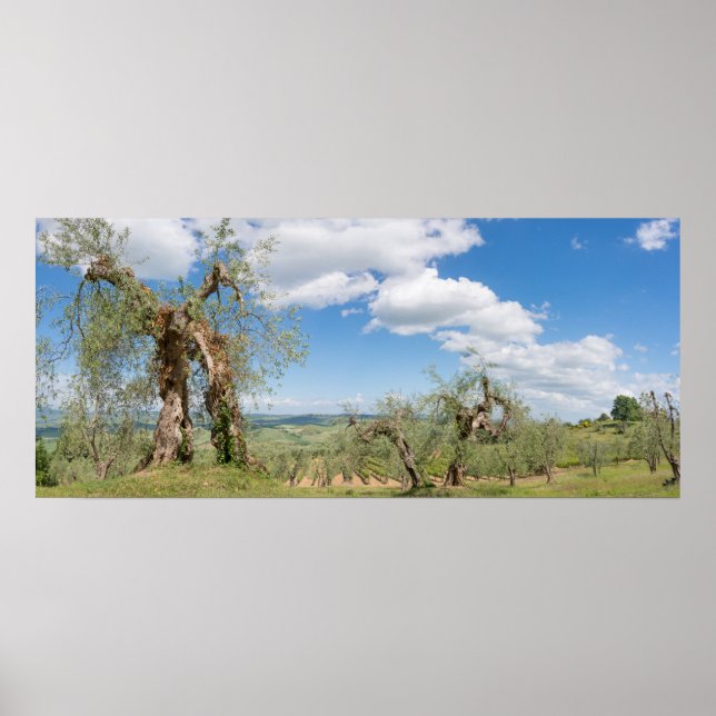 Old olive trees in a landscape in Tuscany Poster (Front)
