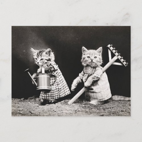 Old photo of gardener cats postcard