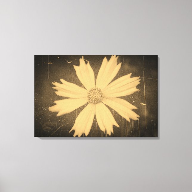Old photo Yellow Cosmos Flower Close-up Canvas Print (Front)