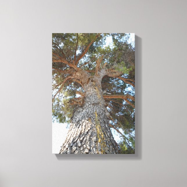 Old Pine Canvas Print (Front)