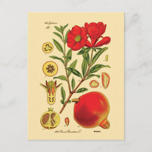 Old Pomegranate Illustration Postcard