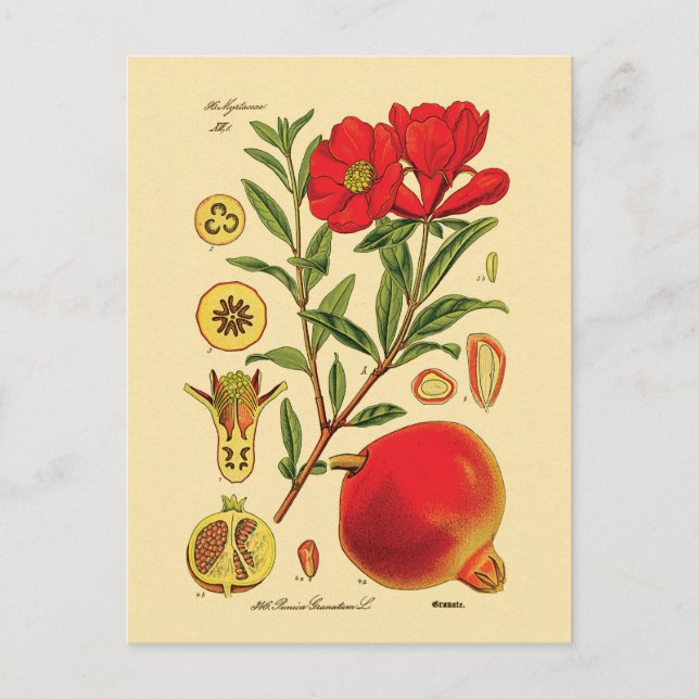 Old Pomegranate Illustration Postcard (Front)