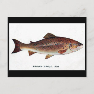 Old Postcard - Brown Trout
