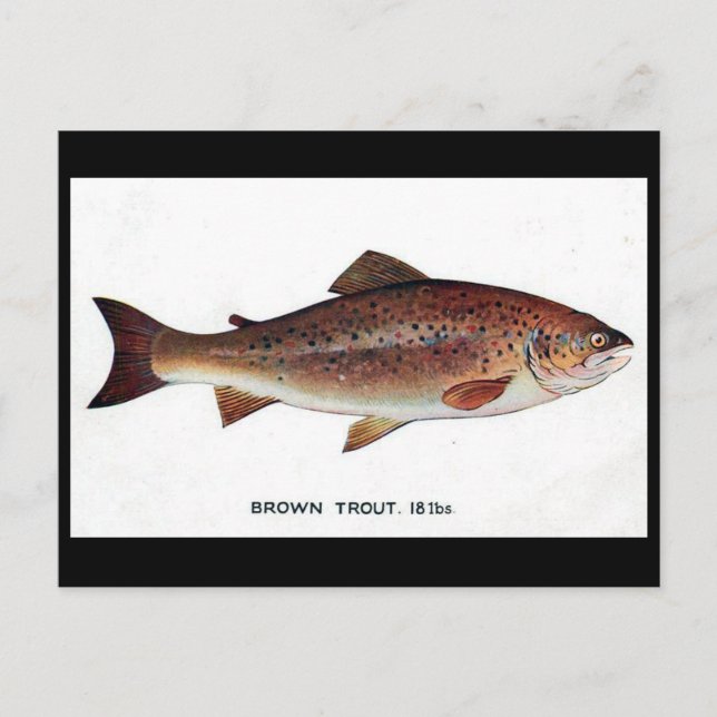 Old Postcard - Brown Trout (Front)