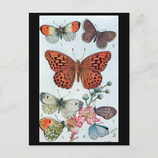 Old Postcard - Butterflies (Front)