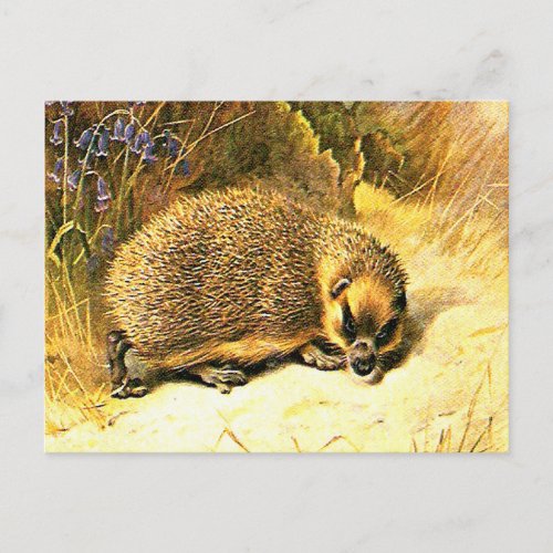 Old Postcard _ Hedgehog