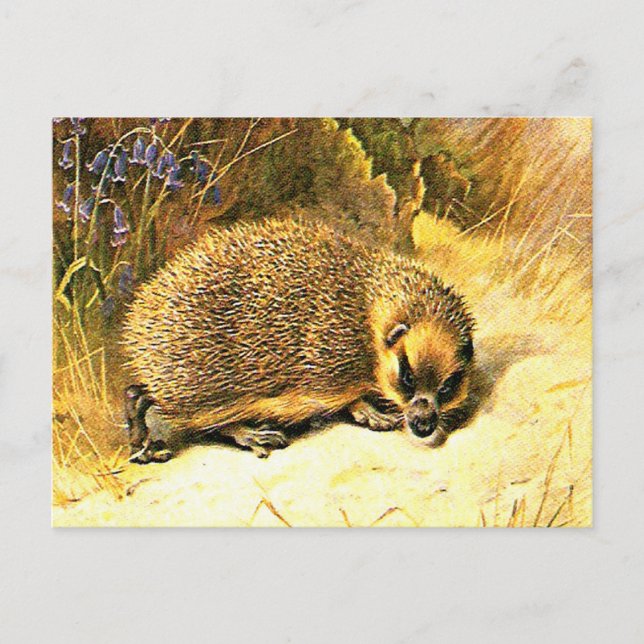 Old Postcard - Hedgehog (Front)
