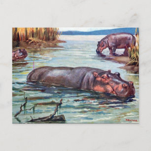 Old Postcard - Hippopotamus