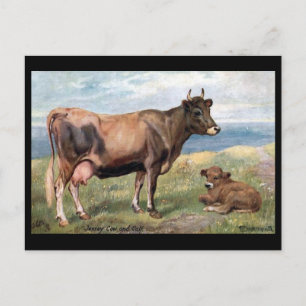 Old Postcard - Jersey Cow and Calf