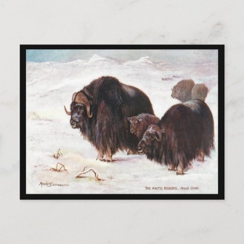 Old Postcard _ Musk Oxen