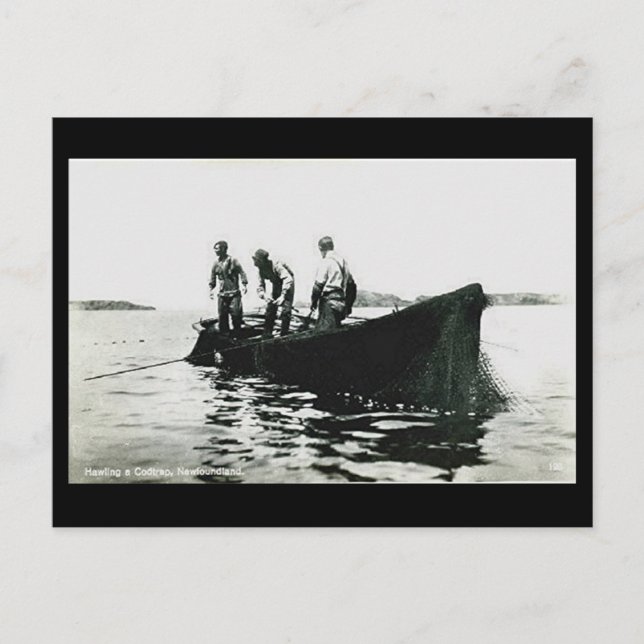 Old Postcard - Newfoundland, Cod Fishing (Front)