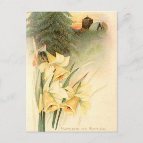 Old Postcard _ Spring Flowers