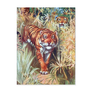 Old Postcard - Tigers